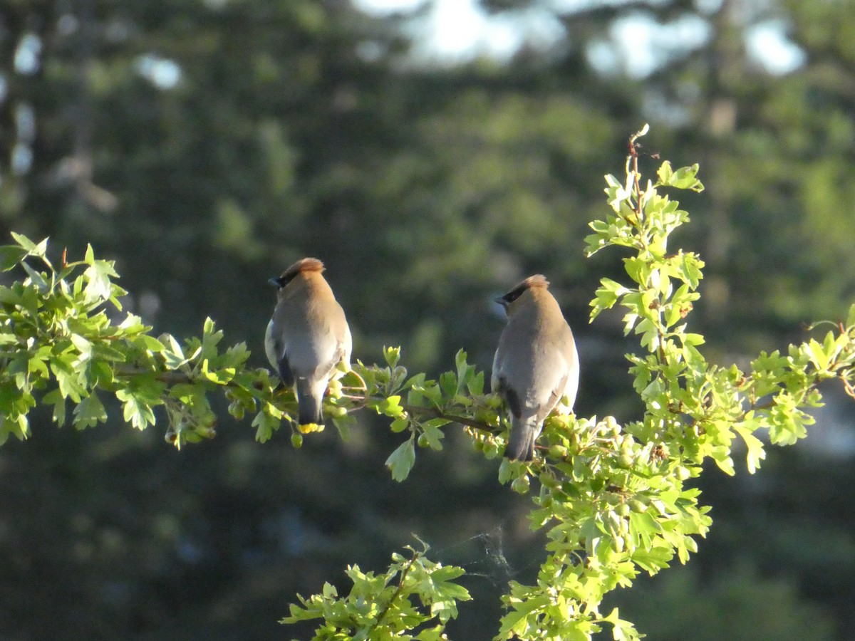 Cedar Waxwing - ML638412804