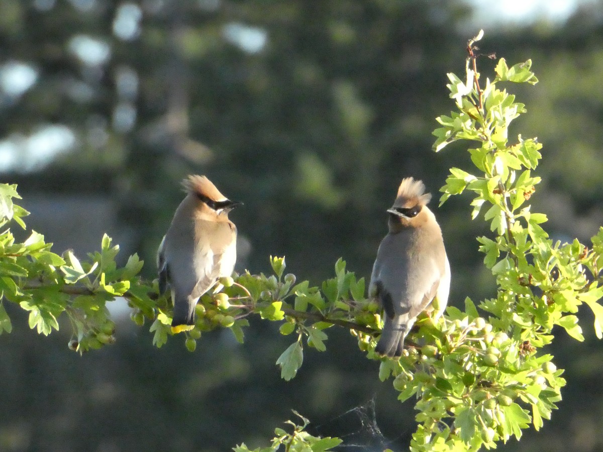 Cedar Waxwing - ML638412806