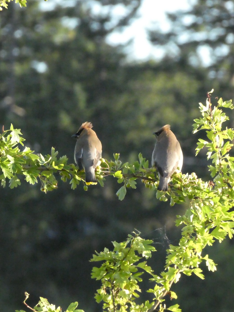 Cedar Waxwing - ML638412807