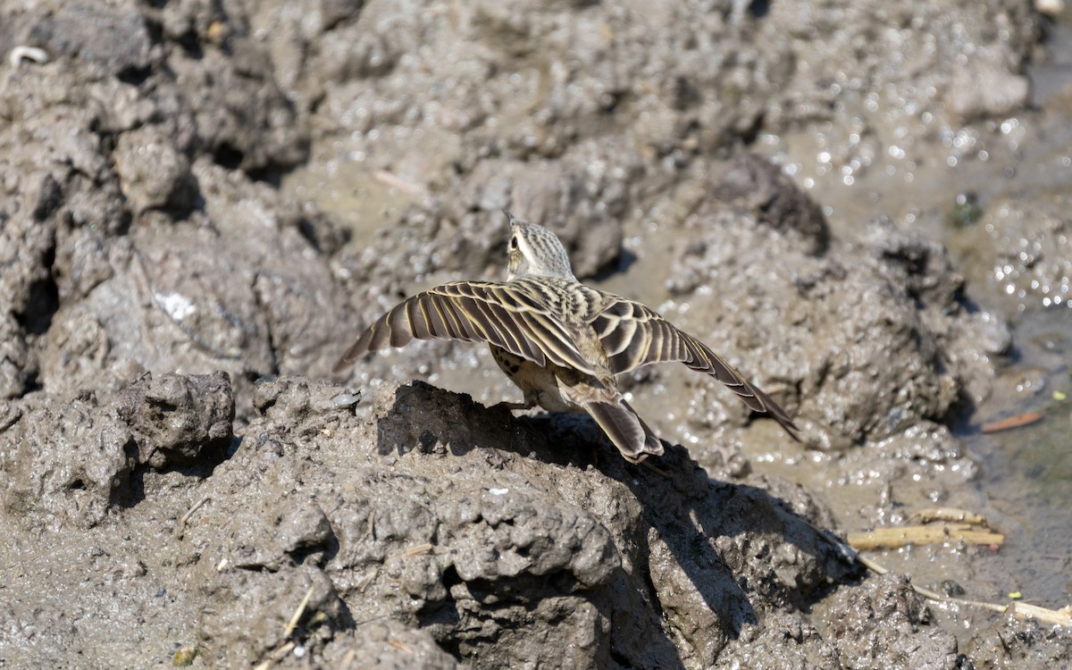 Rosy Pipit - ML638412812