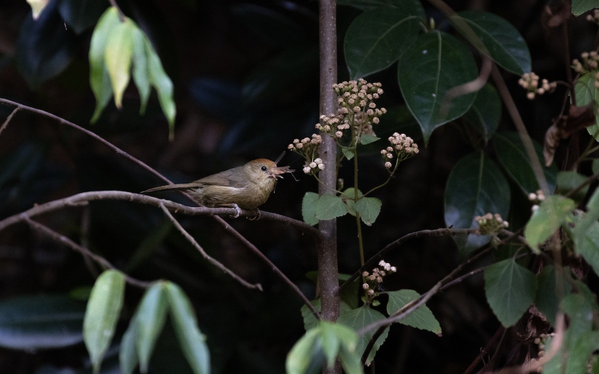 Rufous-capped Babbler - ML638412819