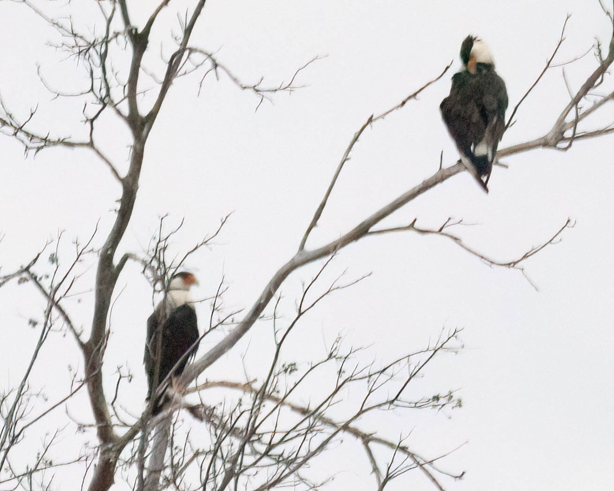 Crested Caracara - ML638412820
