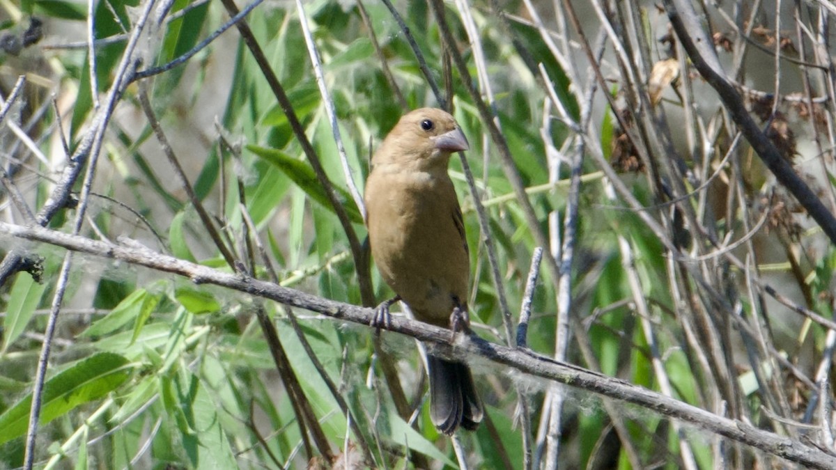 Blue Grosbeak - ML638412826