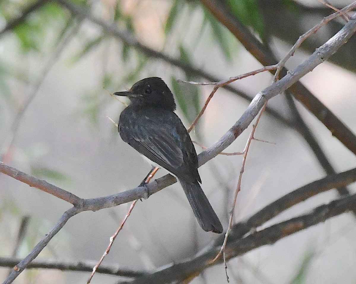 Black Phoebe - ML638412864