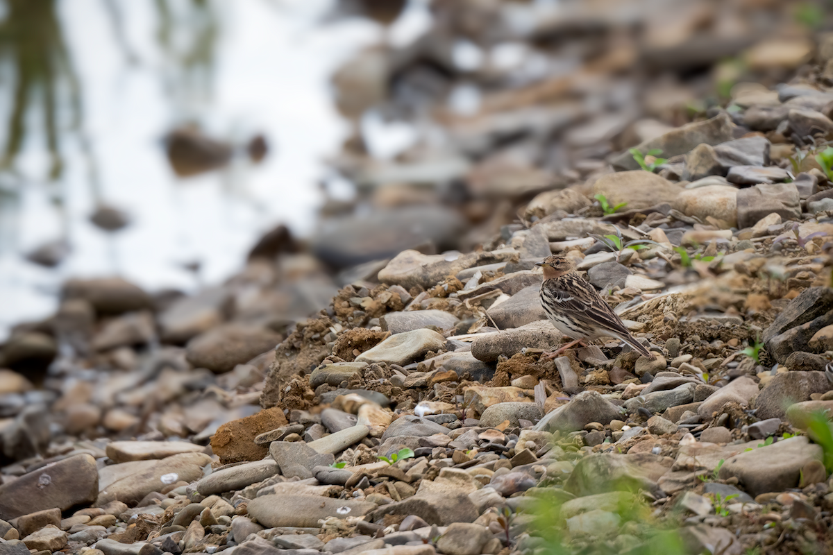 Red-throated Pipit - ML638412874