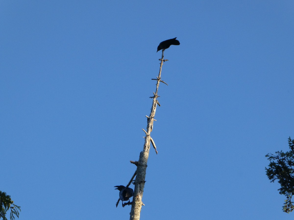 Common Raven - ML638412880