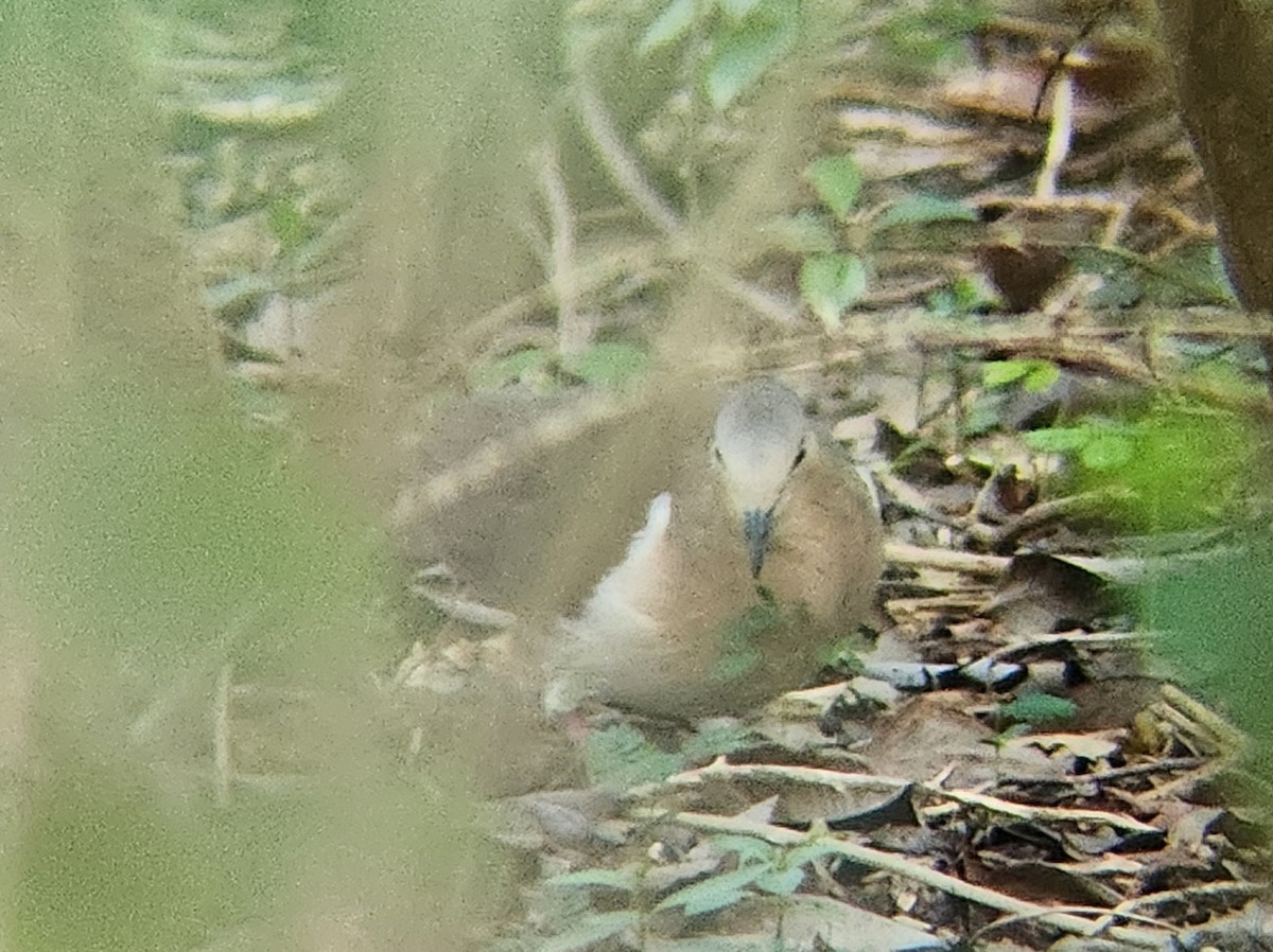 Grenada Dove - ML638412885