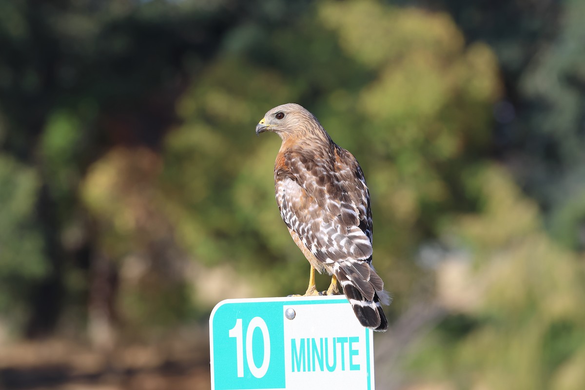 Red-shouldered Hawk - ML638412891
