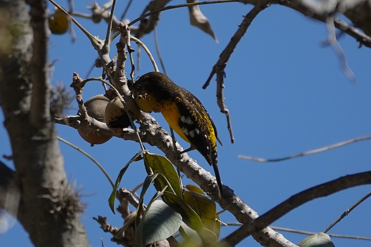 Black-backed Grosbeak - ML638412901