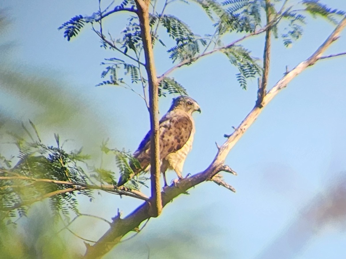 Broad-winged Hawk - ML638412904