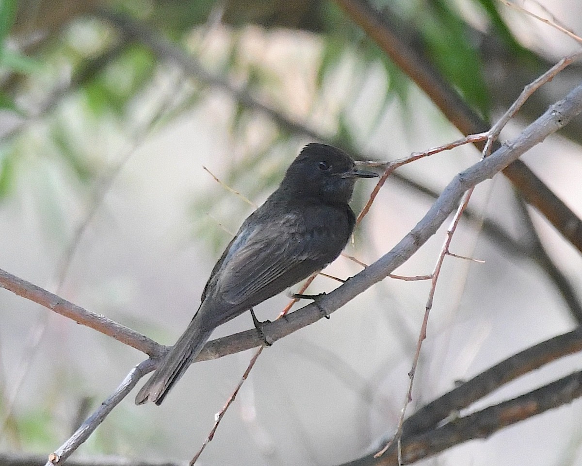 Black Phoebe - ML638412913
