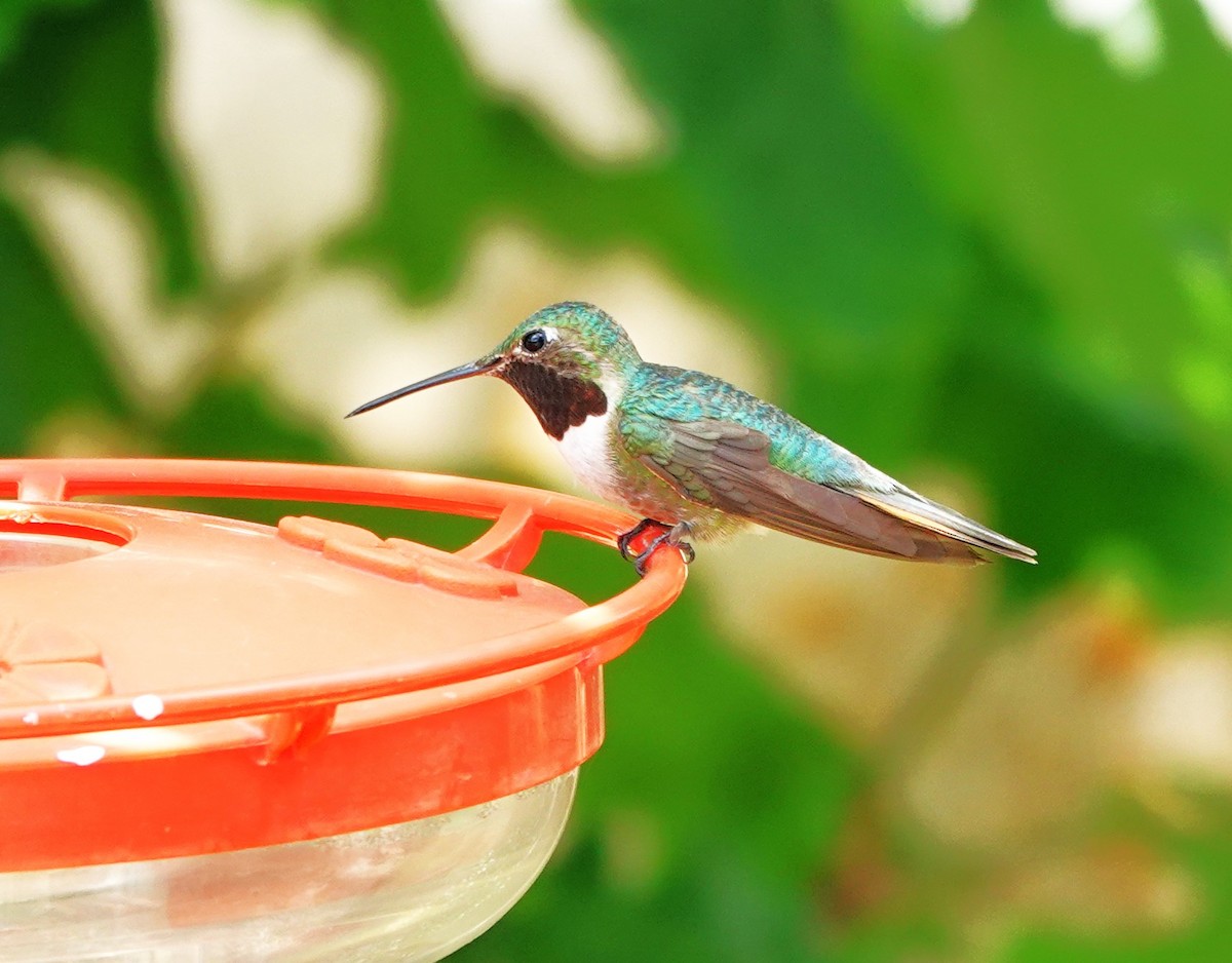 Broad-tailed Hummingbird - ML638412934