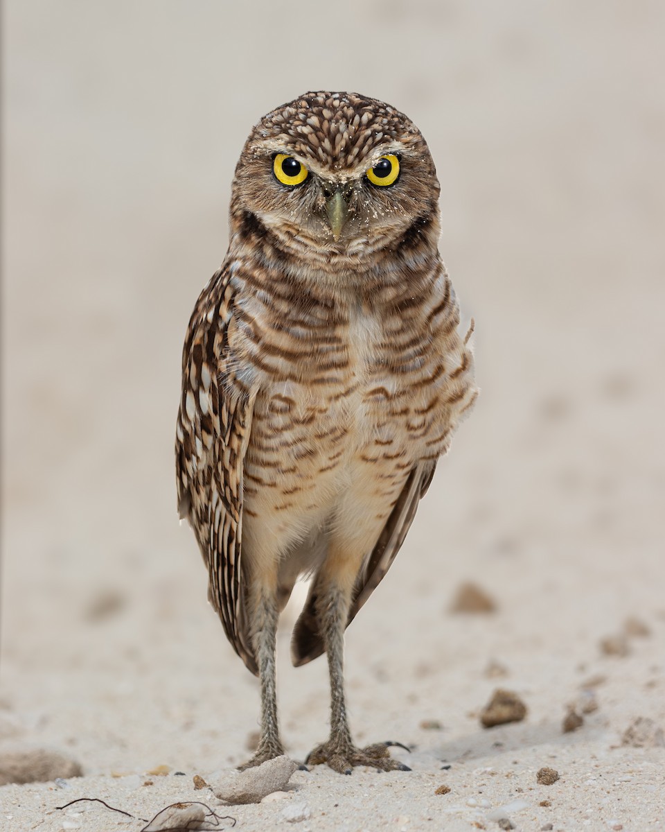 アナホリフクロウ - ML638412944