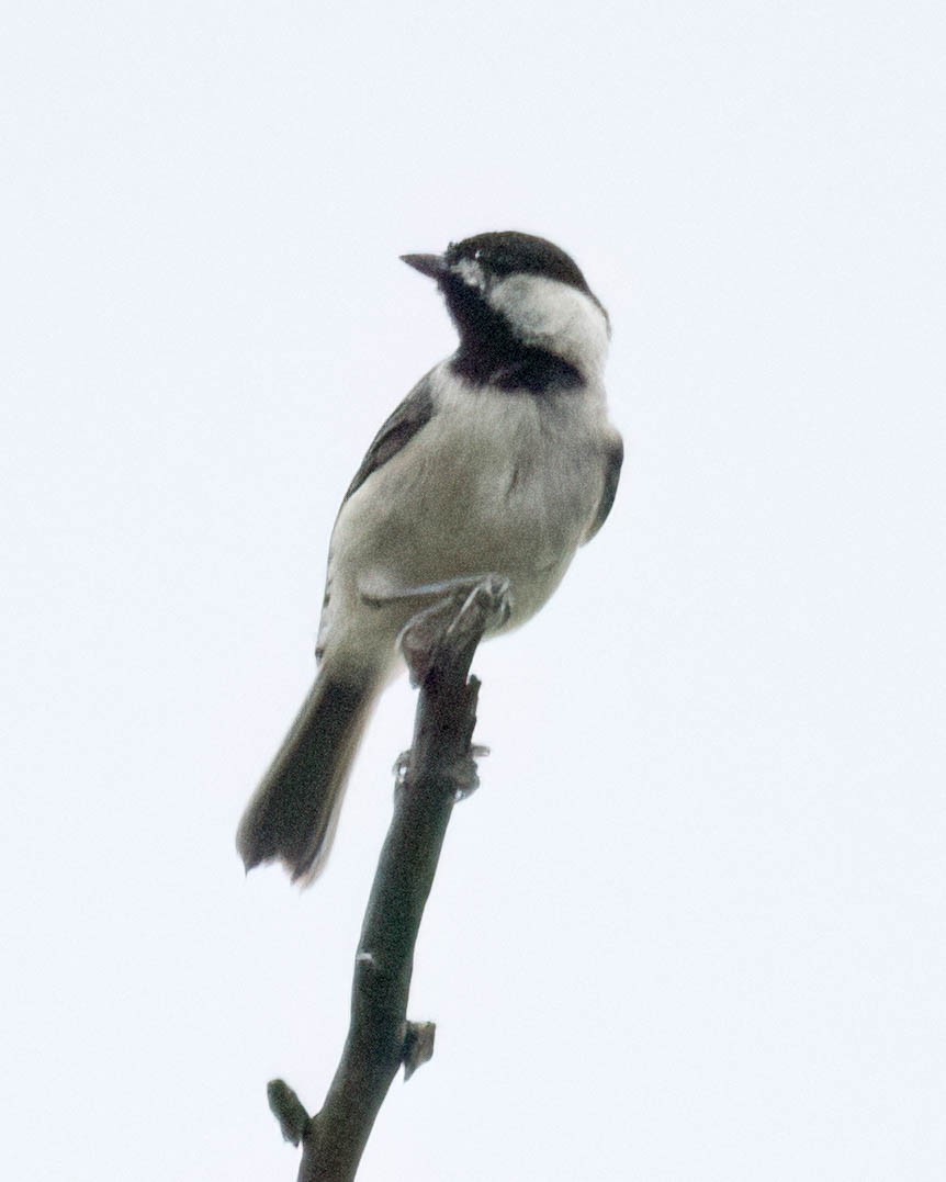 カロライナコガラ - ML638412951