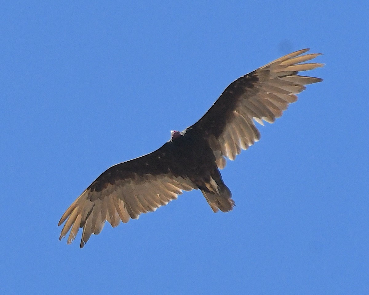 Turkey Vulture - ML638412982