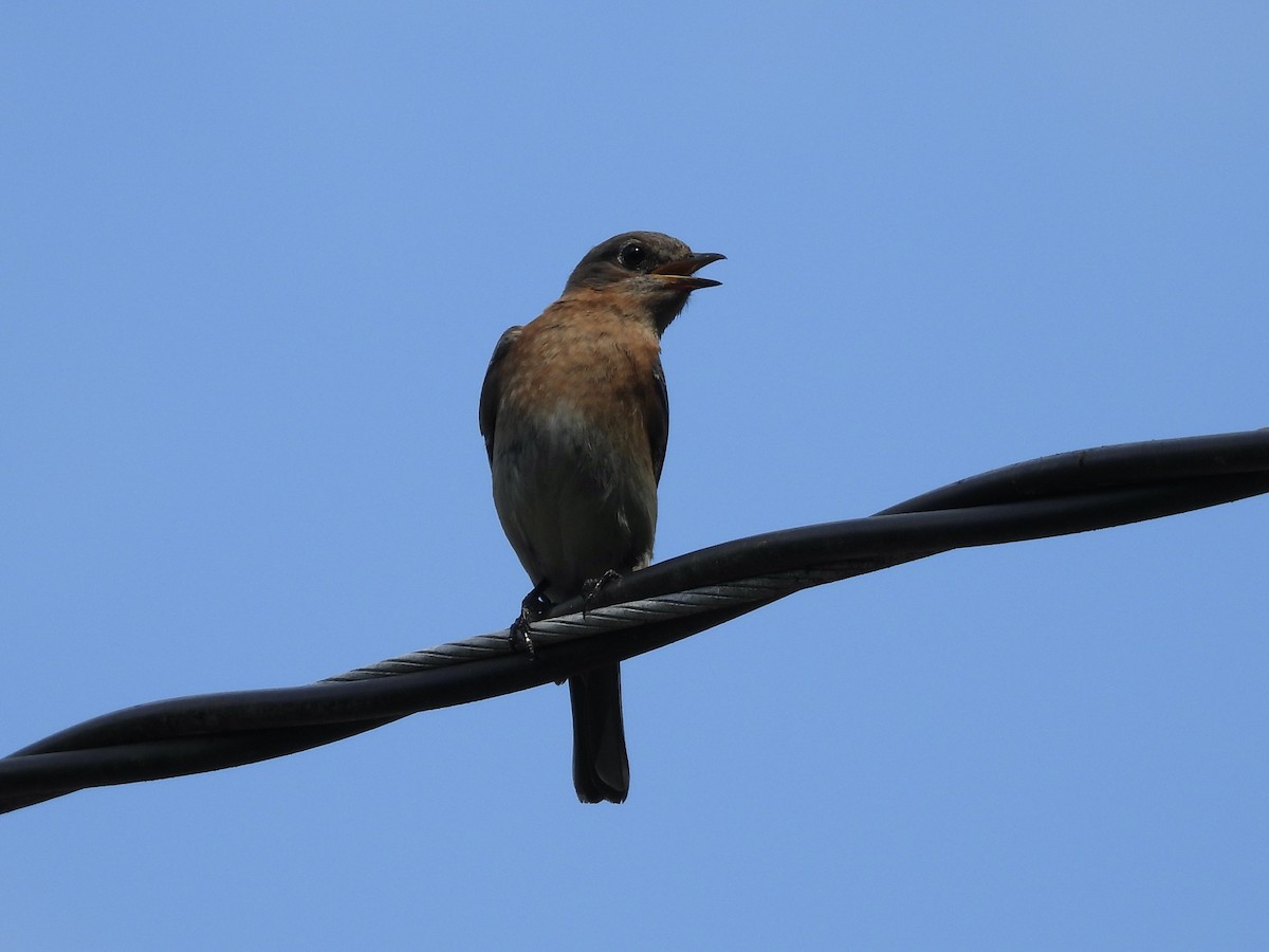 Eastern Bluebird - ML638412983