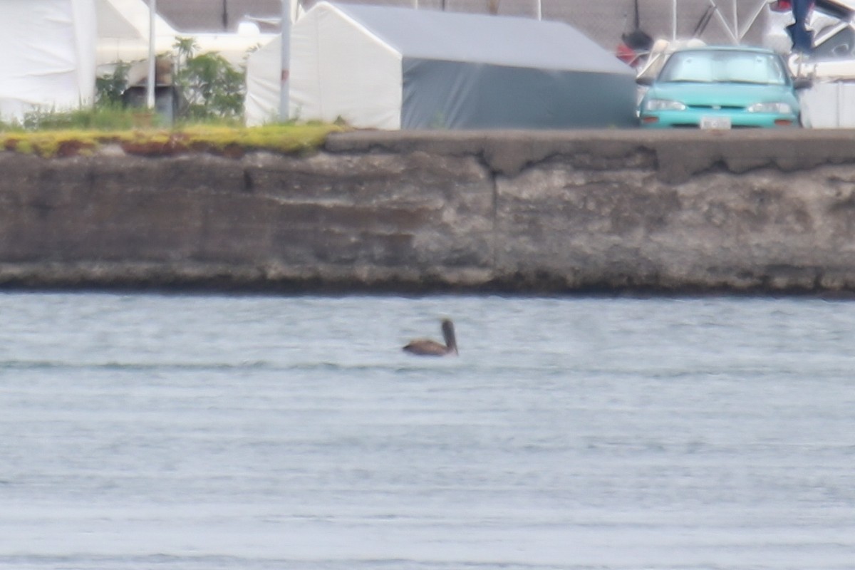 Brown Pelican - ML638412993