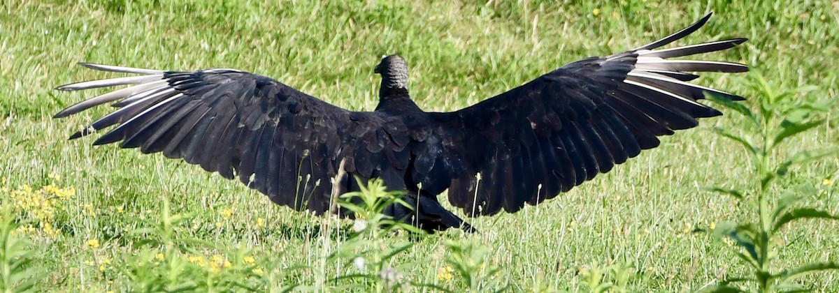 Black Vulture - ML638412996