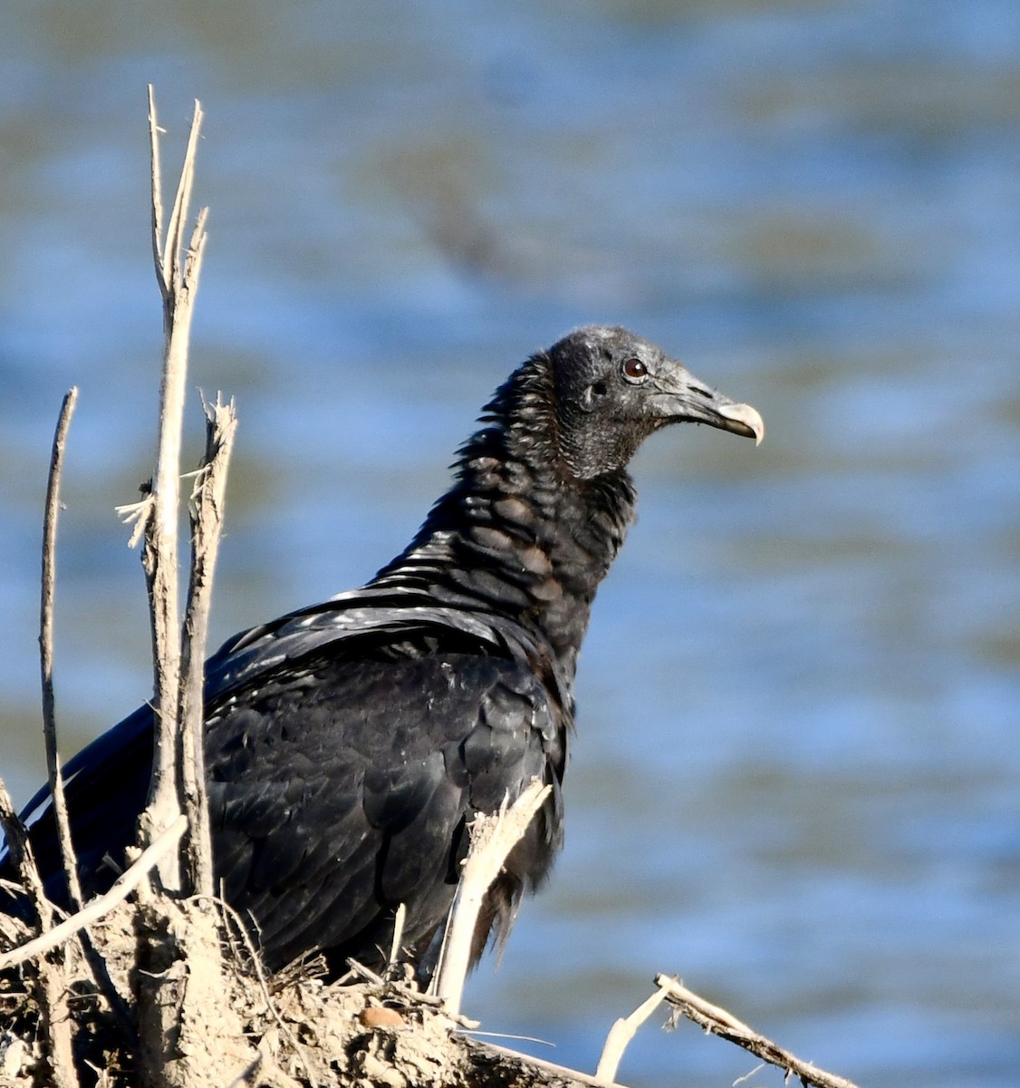 Black Vulture - ML638412997