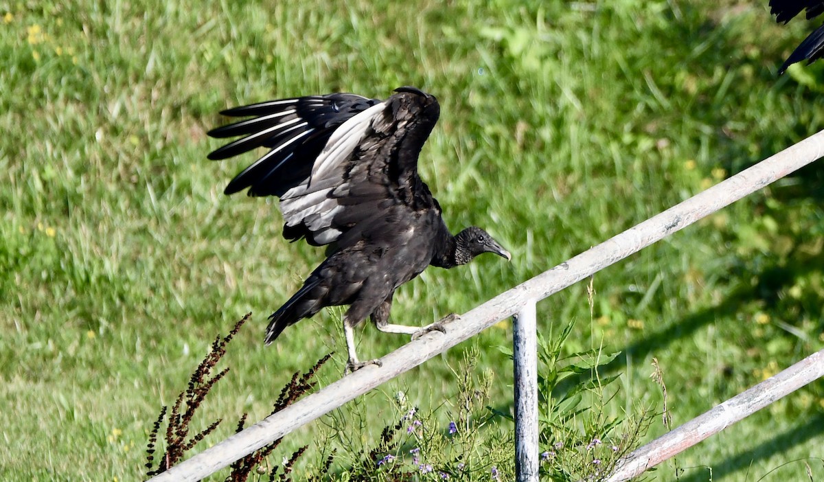 Black Vulture - ML638412998