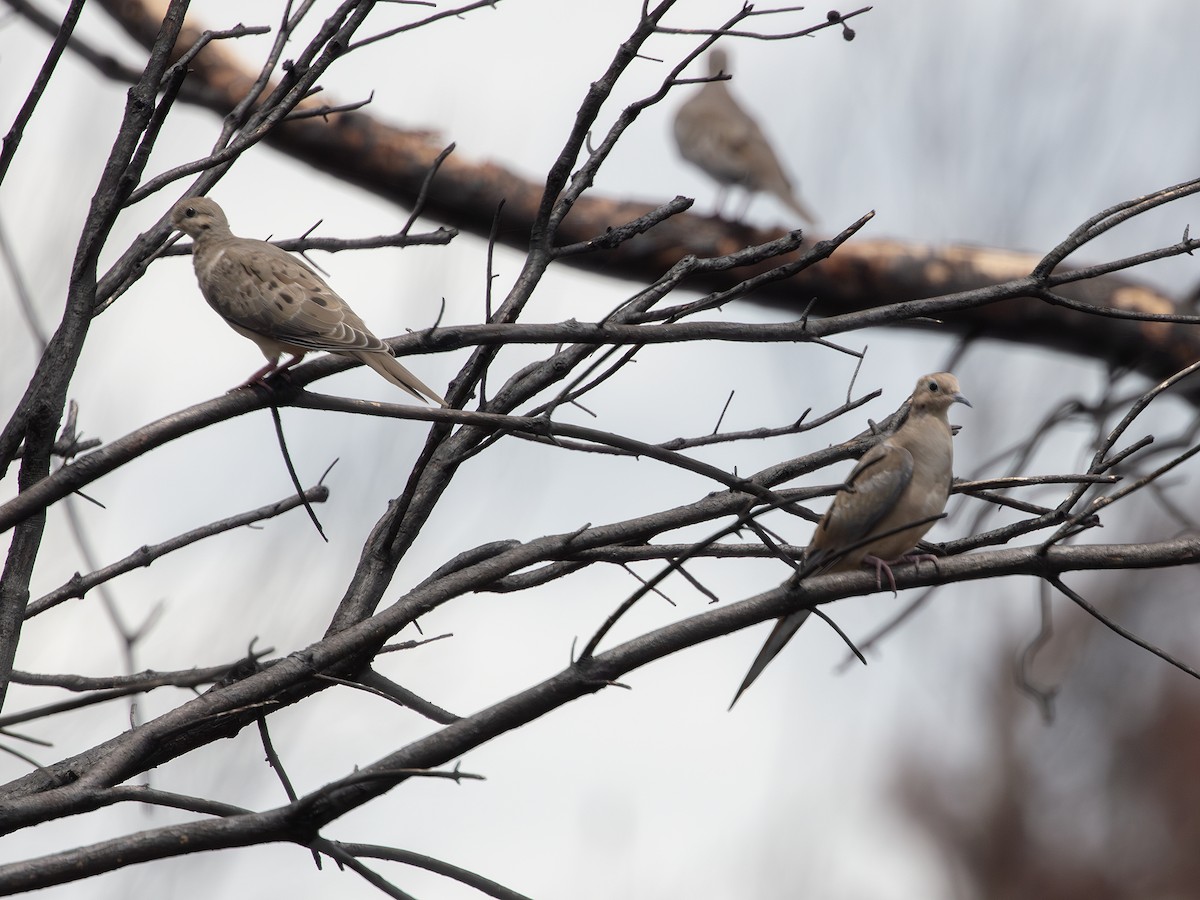 Mourning Dove - ML638413014