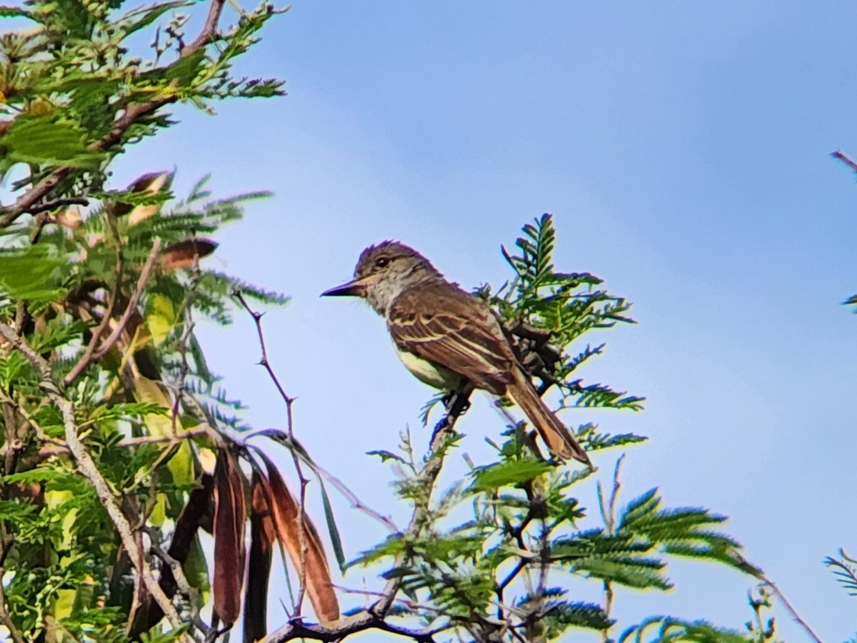 Grenada Flycatcher - ML638413016