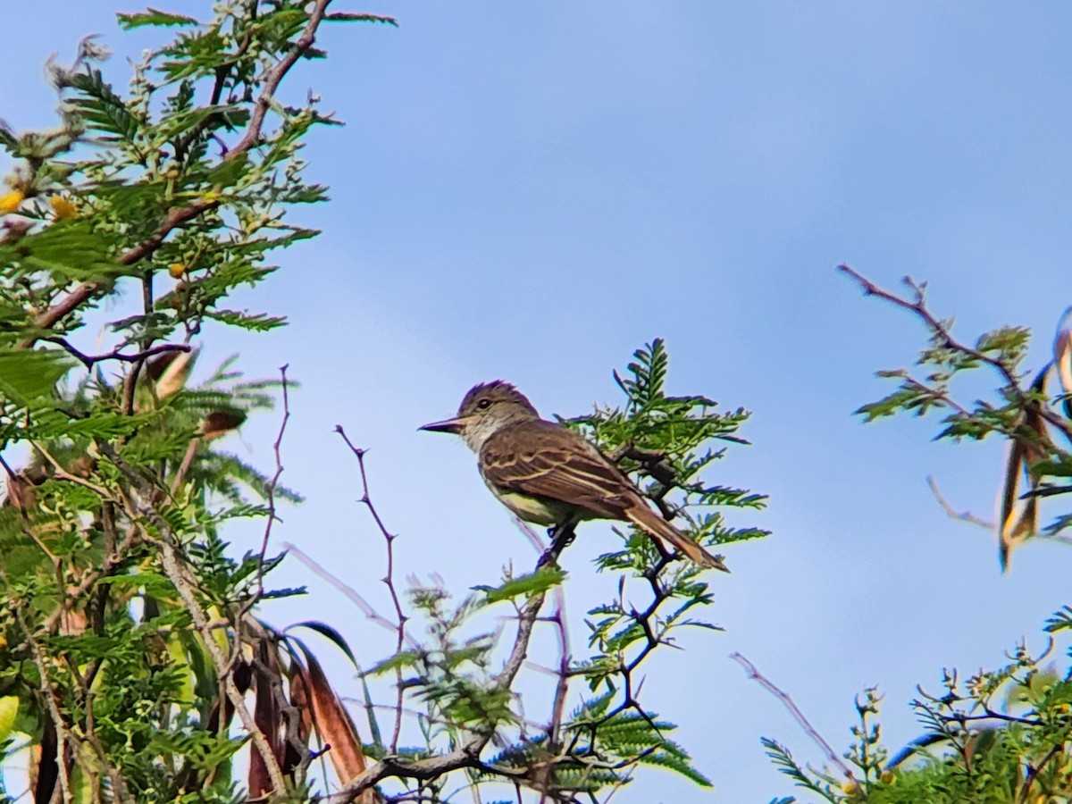 Grenada Flycatcher - ML638413018