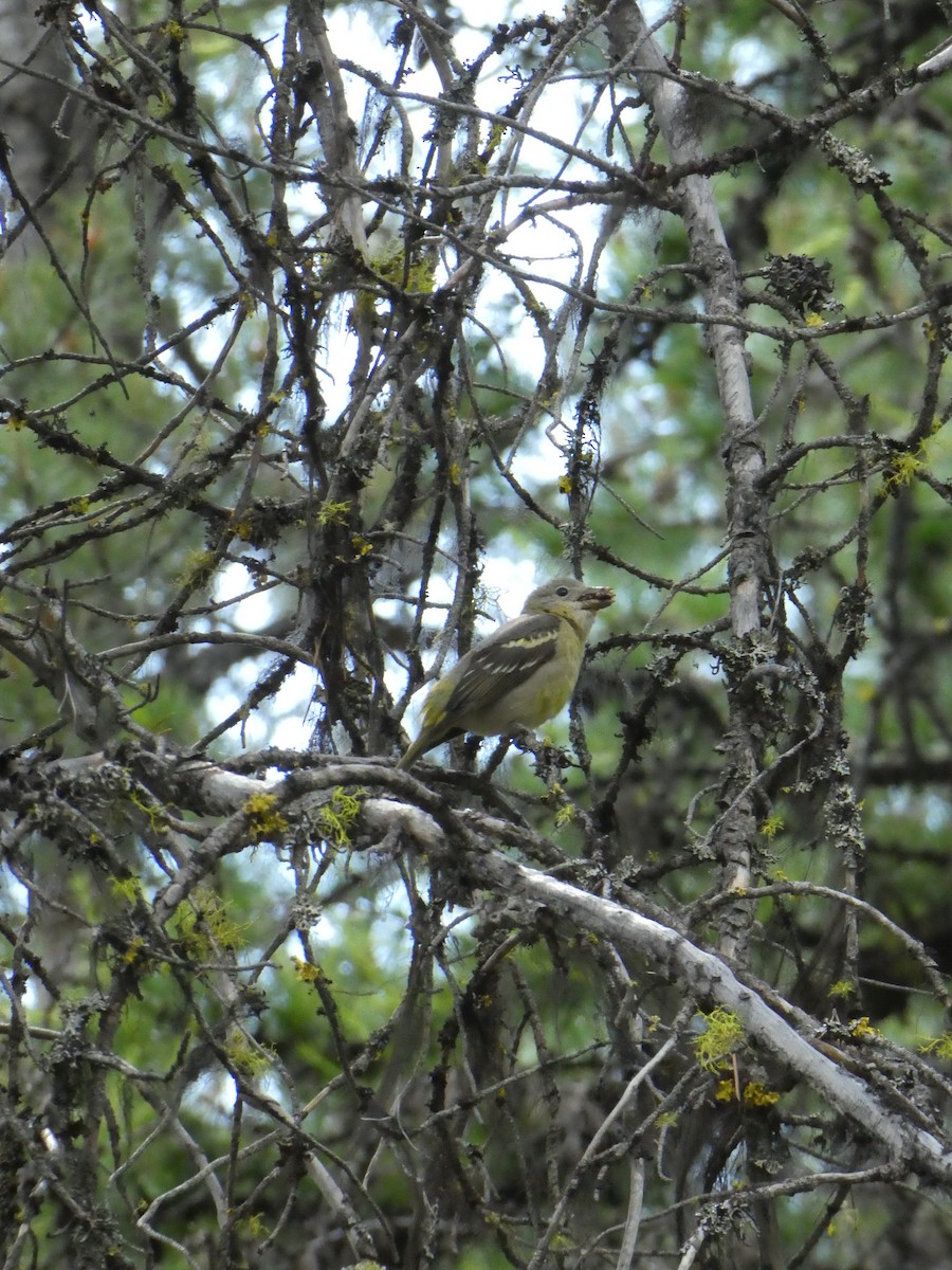 Western Tanager - ML638413025