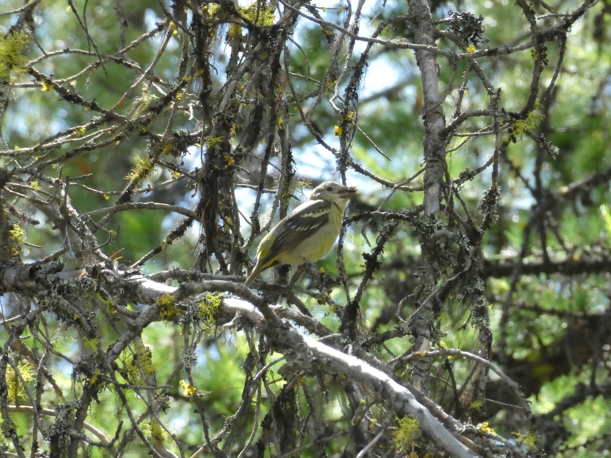 Western Tanager - ML638413026