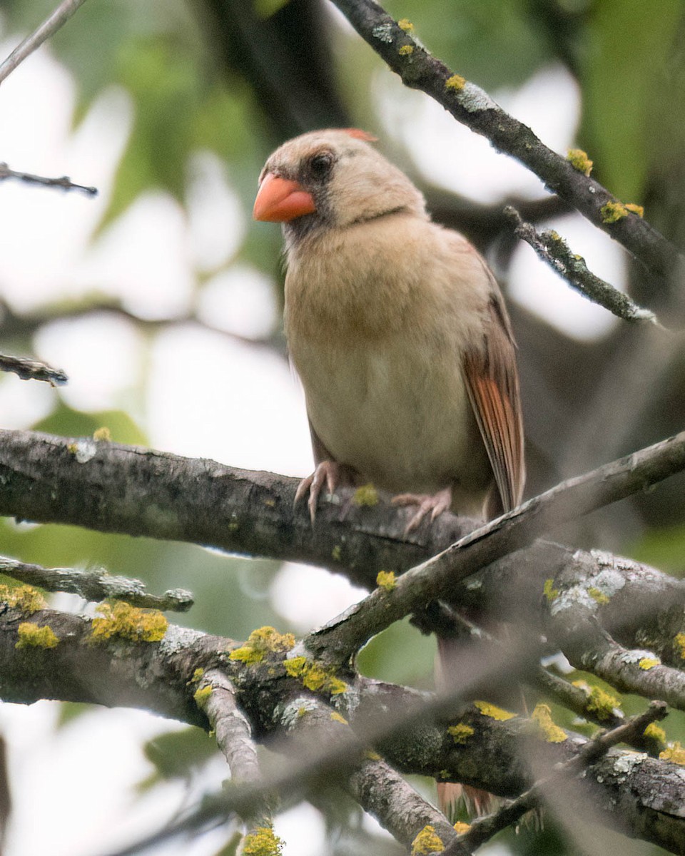 Northern Cardinal - ML638413031