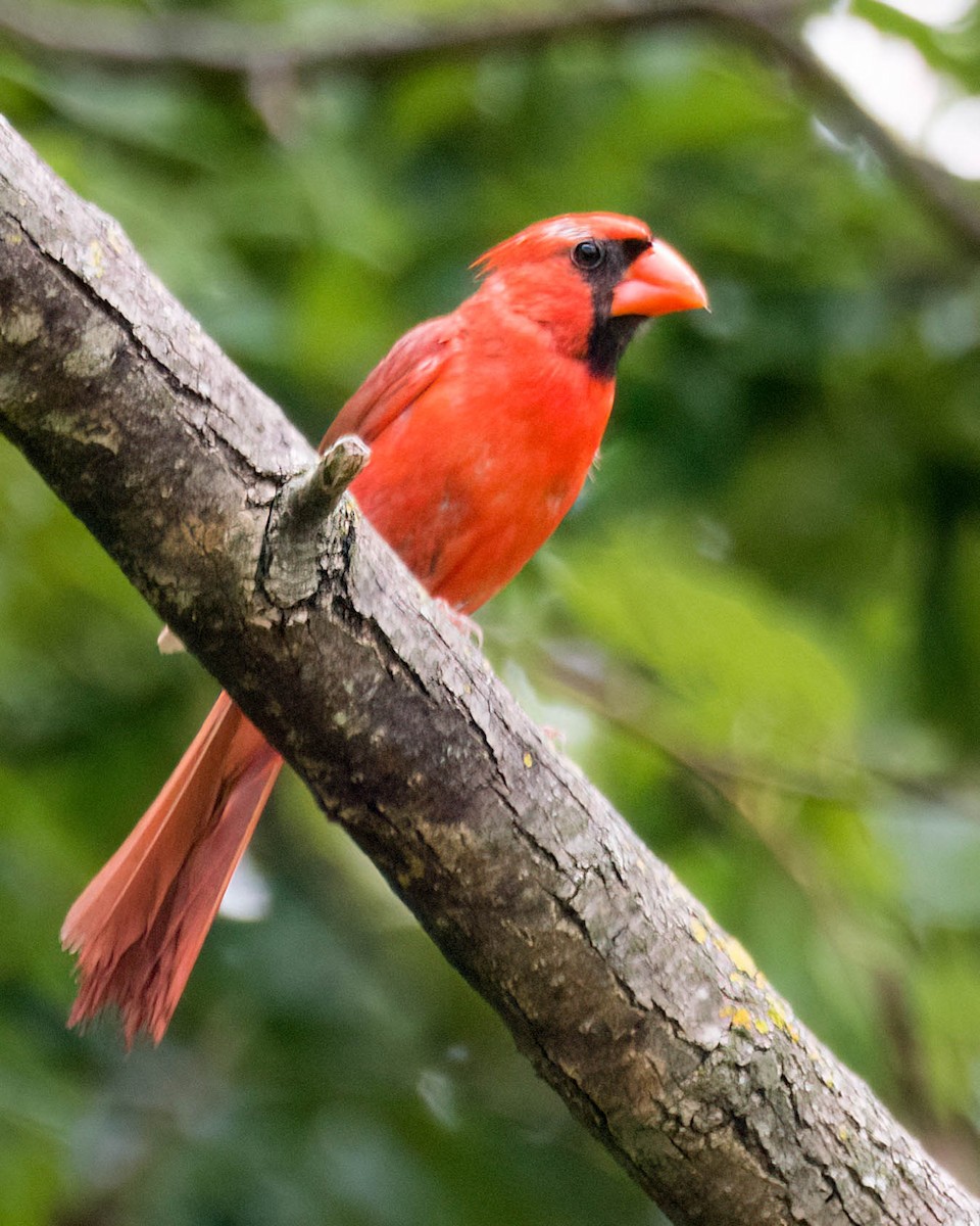 Northern Cardinal - ML638413032