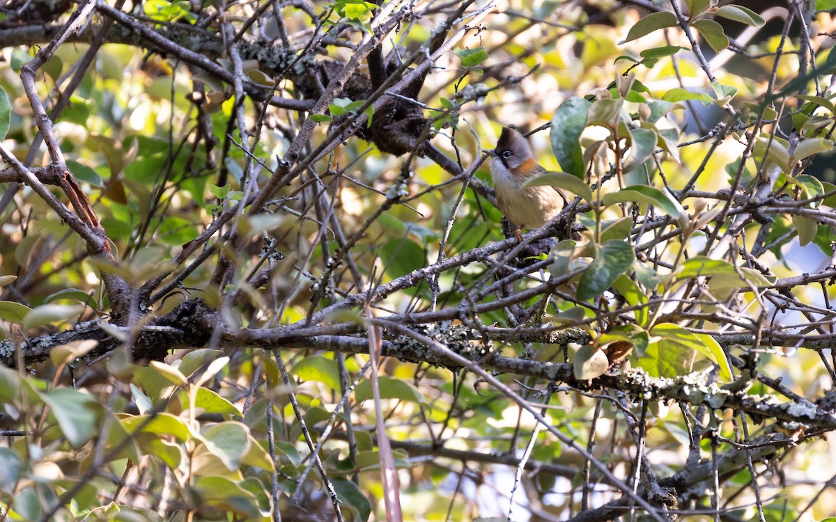 Whiskered Yuhina - ML638413037