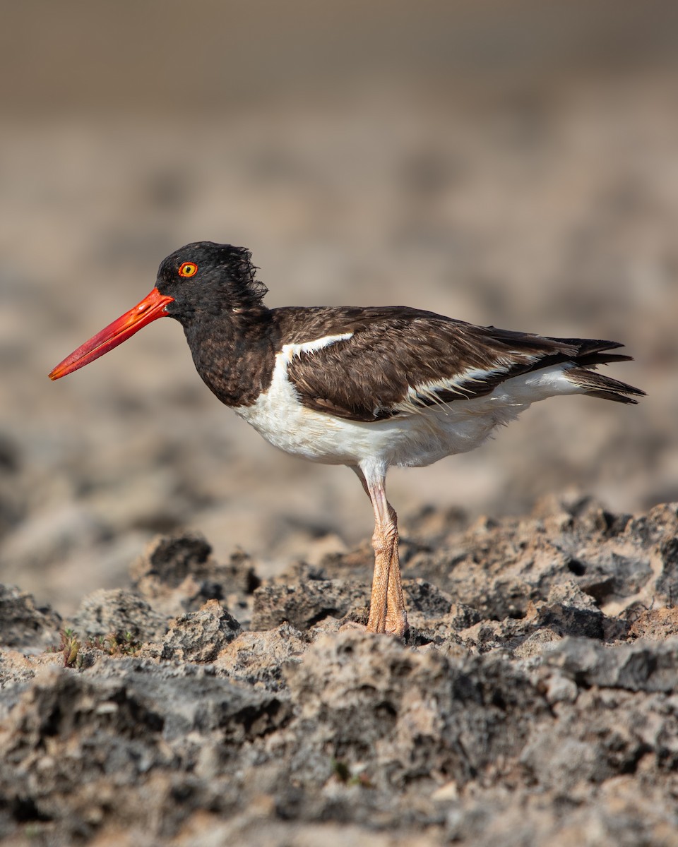 American Oystercatcher - ML638413040