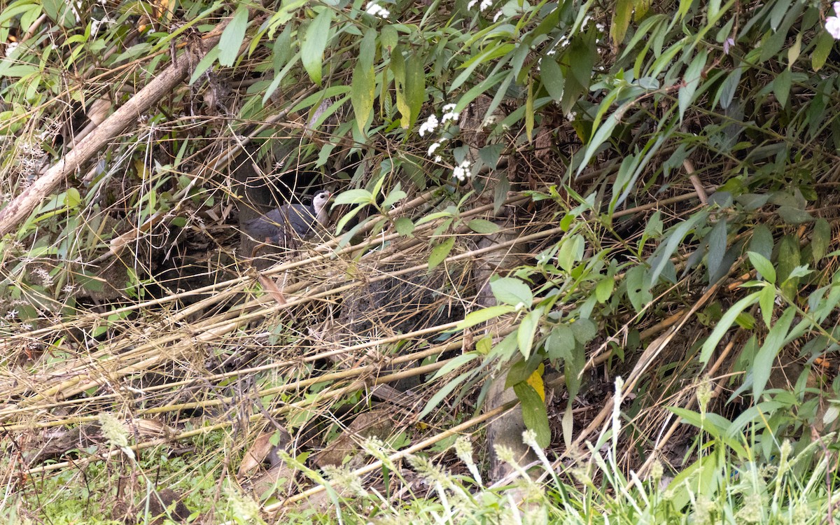 White-breasted Waterhen - ML638413042