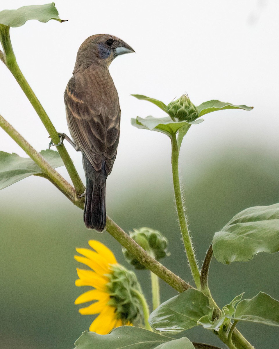 Blue Grosbeak - ML638413043