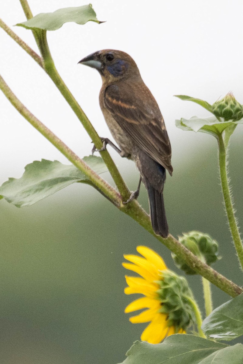 Blue Grosbeak - ML638413044
