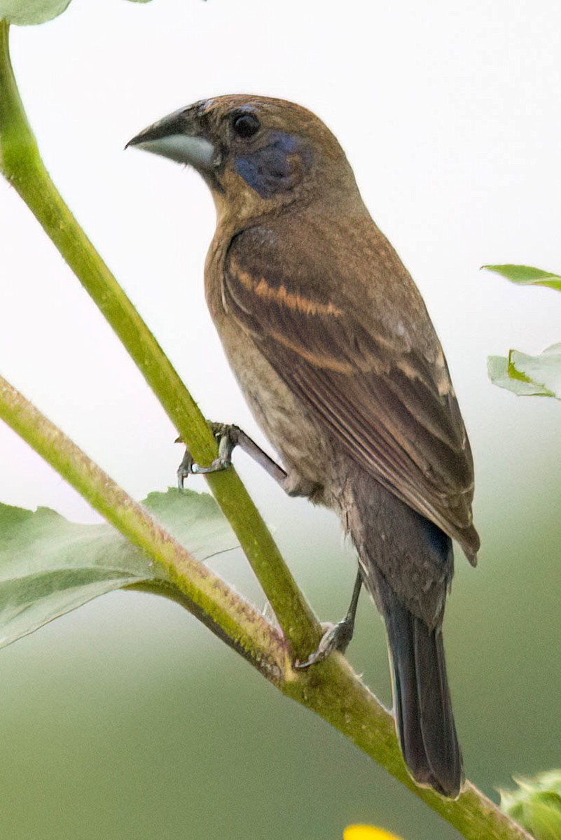 Blue Grosbeak - ML638413045