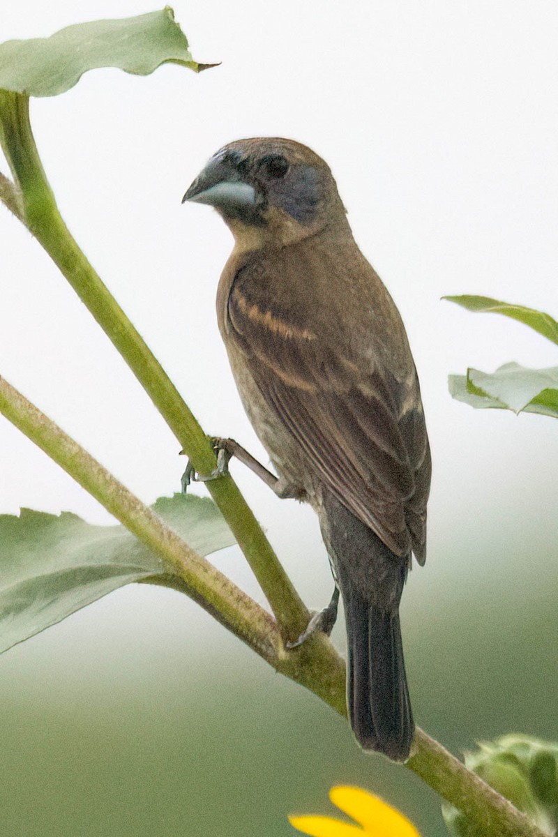 Blue Grosbeak - ML638413046
