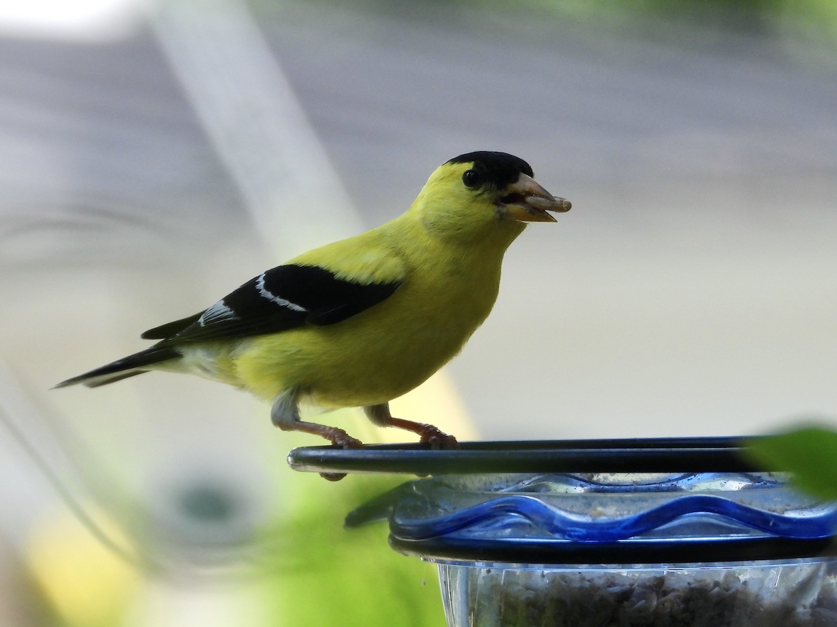 American Goldfinch - ML638413047