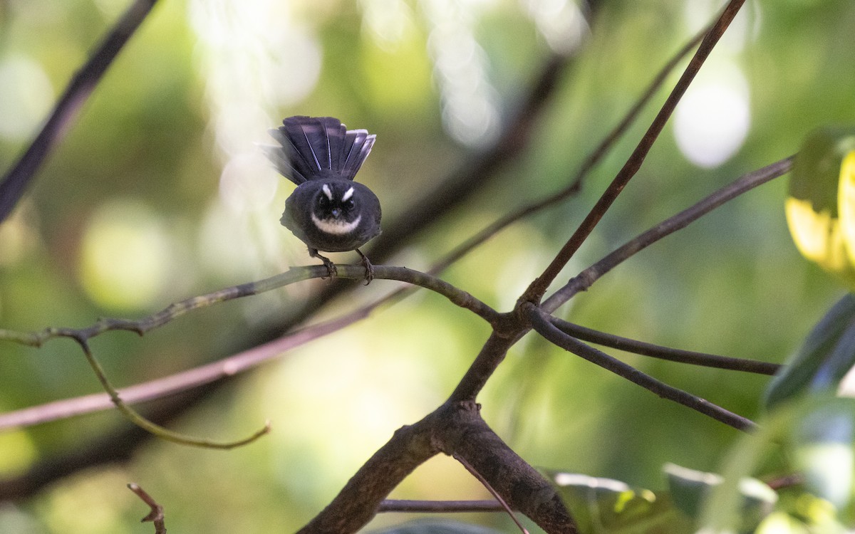 White-throated Fantail - ML638413051