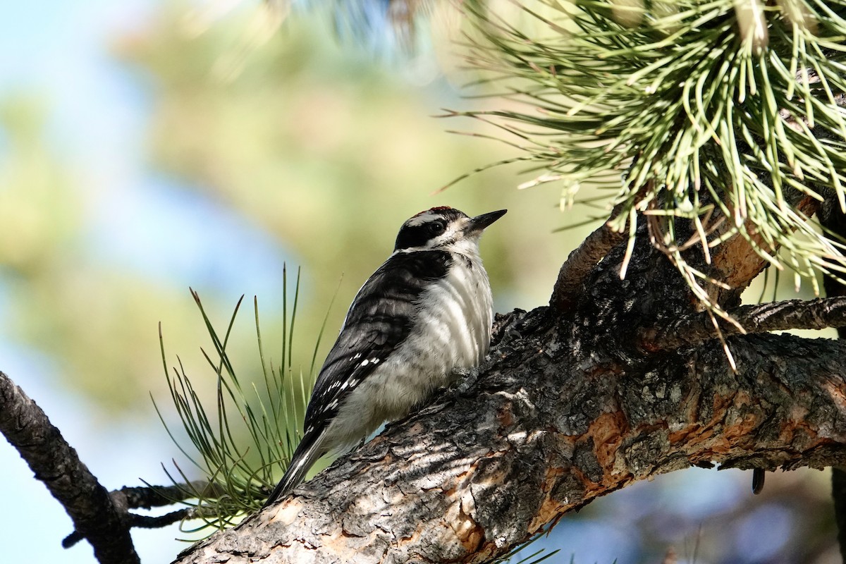 Hairy Woodpecker - ML638413052