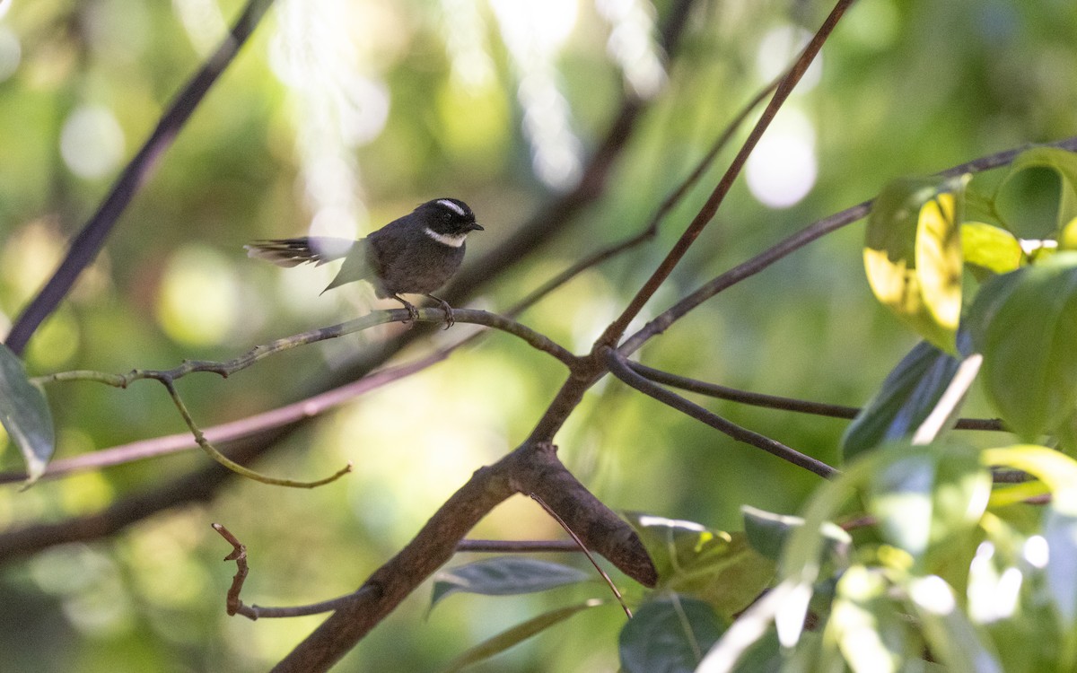 White-throated Fantail - ML638413053
