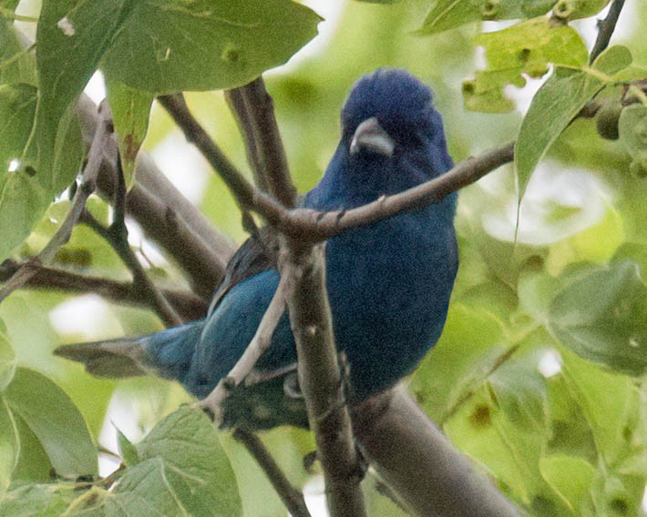 Indigo Bunting - ML638413057