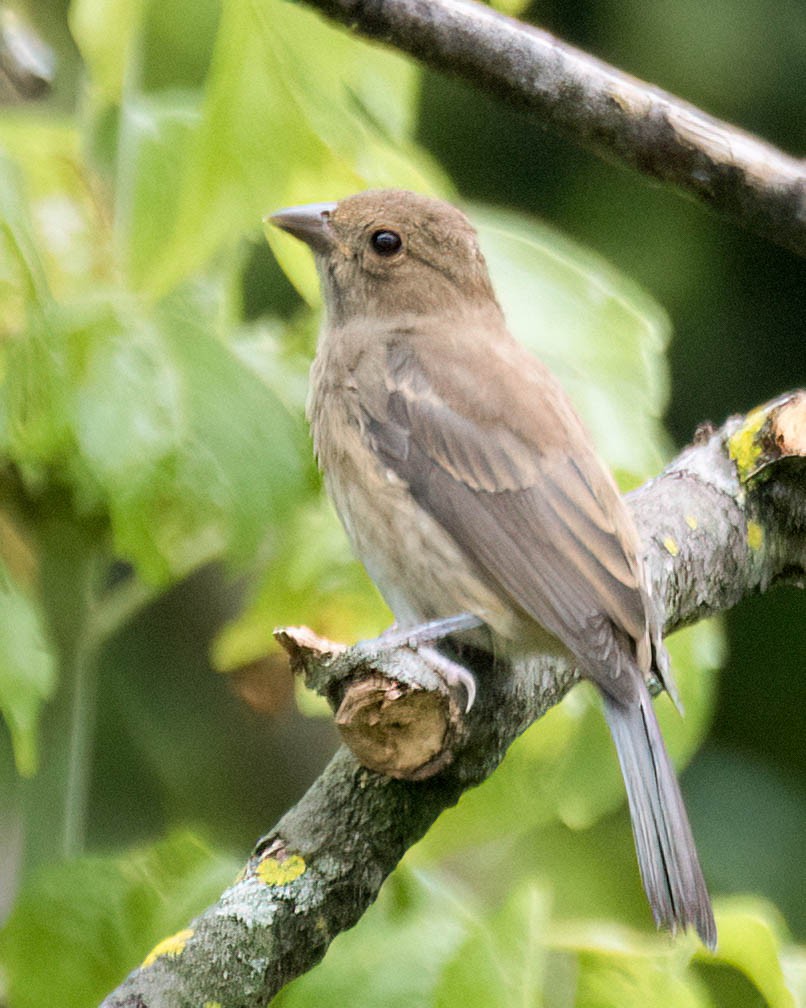 Indigo Bunting - ML638413058