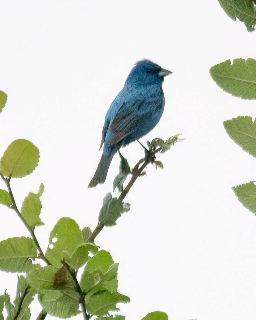Indigo Bunting - ML638413059
