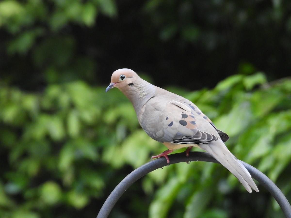 Mourning Dove - ML638413063