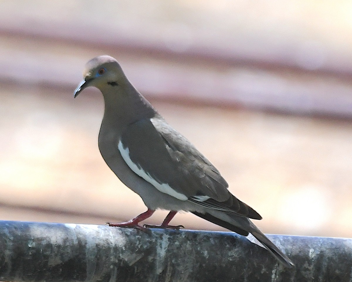 White-winged Dove - ML638413065