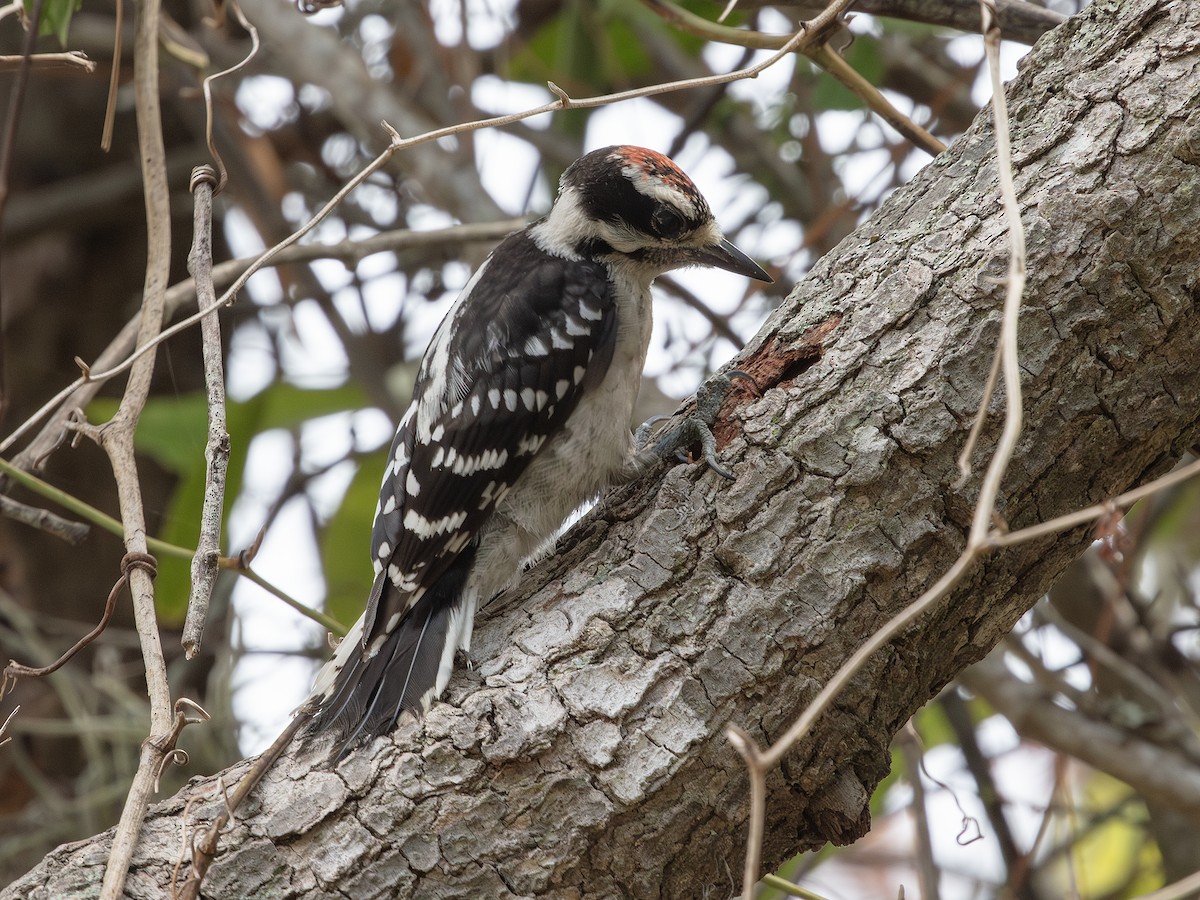 Downy Woodpecker - ML638413068