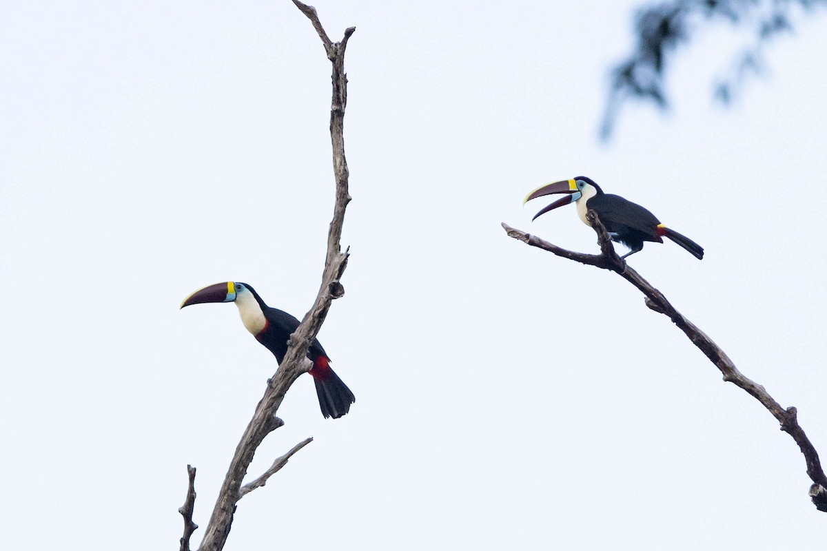 White-throated Toucan - ML638413074