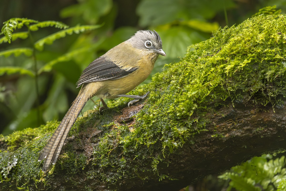 Black-crowned Barwing - ML638413117